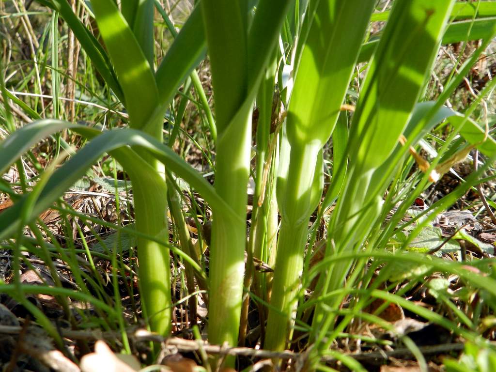 Allium sp. da identificare